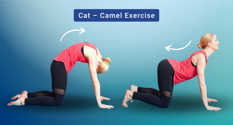 cat camel scoliosis exercises
