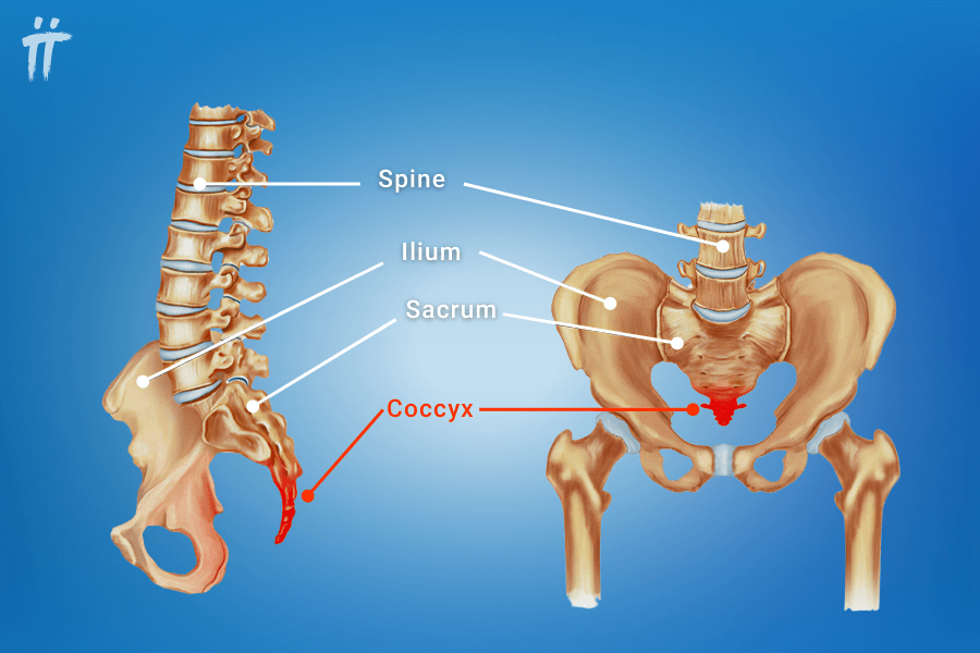 tailbone coccyx in hip anatomy