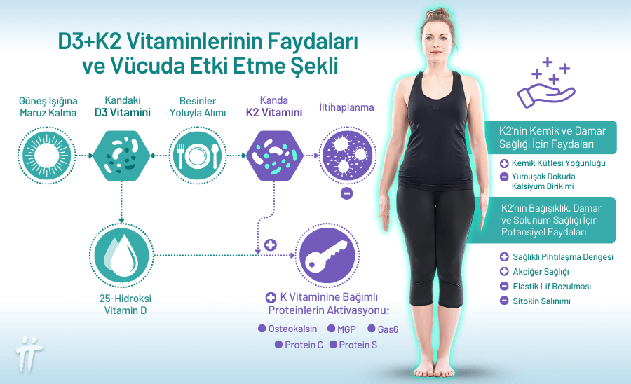 Yeterli K2 vitamini alımı, kemik yapısını güçlendiren proteinleri aktif hale getirerek kemik erimesine karşı vücudun doğal savunma mekanizmasını destekler.