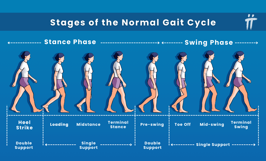 Stages of the normal gait cycle 
