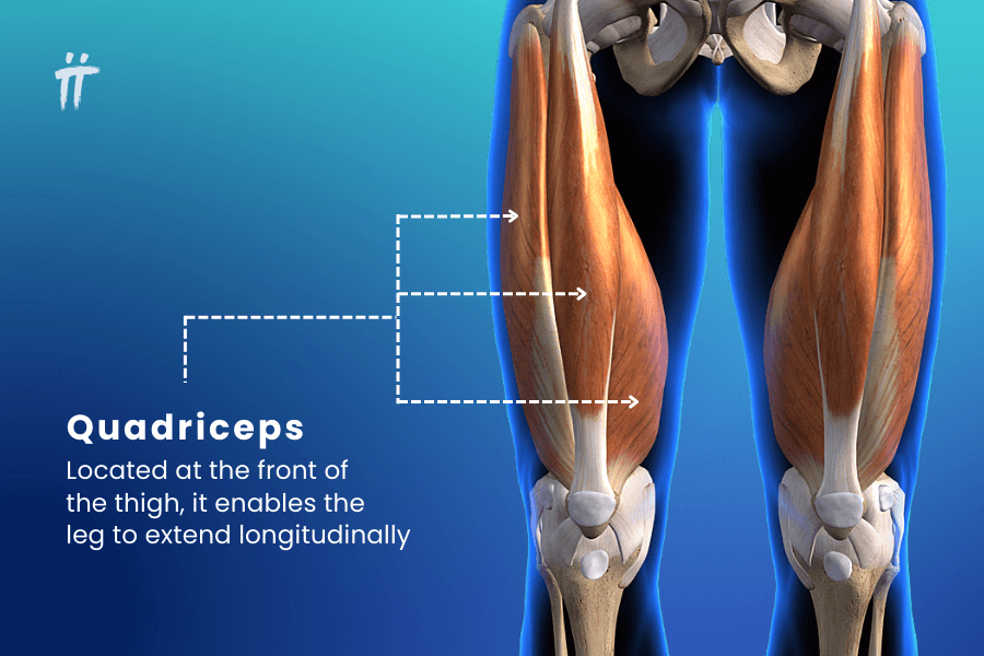 What Causes Gait Disorder? Quadriceps (front thigh) muscle