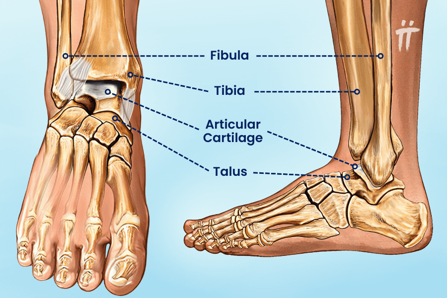 Structure of the ankle and joints